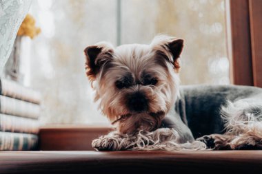 Bir Yorkshire teriyeri bir pencere eşiğinde rahatlar, bir evin atmosferinin tadını çıkarır. Büyüleyici bir Yorkie köpeği, ince dantel perdelerle çerçevelenmiş ahşap pencere eşiğinde dinlenir ve rahat bir atmosfer yaratır..