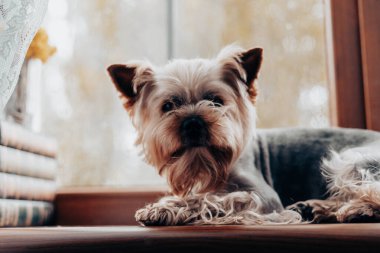 Bir Yorkshire teriyeri bir pencere eşiğinde rahatlar, bir evin atmosferinin tadını çıkarır. Büyüleyici bir Yorkie köpeği, ince dantel perdelerle çerçevelenmiş ahşap pencere eşiğinde dinlenir ve rahat bir atmosfer yaratır..