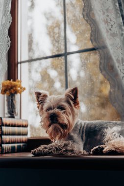 Bir Yorkshire teriyeri bir pencere eşiğinde rahatlar, bir evin atmosferinin tadını çıkarır. Büyüleyici bir Yorkie köpeği, ince dantel perdelerle çerçevelenmiş ahşap pencere eşiğinde dinlenir ve rahat bir atmosfer yaratır..