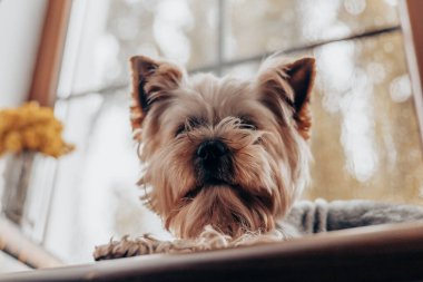 Bir Yorkshire teriyeri bir pencere eşiğinde rahatlar, bir evin atmosferinin tadını çıkarır. Büyüleyici bir Yorkie köpeği, ince dantel perdelerle çerçevelenmiş ahşap pencere eşiğinde dinlenir ve rahat bir atmosfer yaratır..