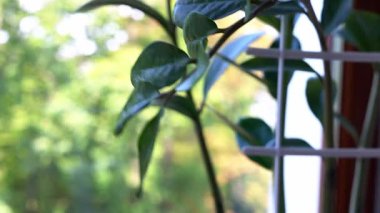 Yumuşak, bulanık ışık arkaplanı olan yemyeşil yapraklar. Doğal, sakin bir manzara. Açık hava yeşilliğinin yumuşak ve bulanık arka planına karşı Zamioculcus yeşilliğinin yakın çekimi. Ev bitkileri