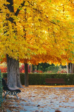 Renkli ağaçlar ve düşen yapraklarla dolu bir parkın manzarası. Parlak sarı yaprakları, bankları ve sakin bir atmosferi olan manzaralı bir sonbahar parkı.