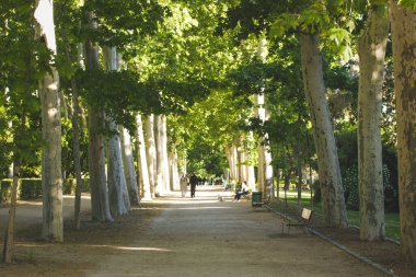Madrid, İspanya 2 Ekim 2024 İnsanlar Retiro parkında ağaçların oluşturduğu yolda yürümekten zevk alıyor. Uzun ağaçlarla kaplı sakin bir park yolu, yeşil bir tünel oluşturuyor, sakin yürüyüşler ve rahatlama için mükemmel.
