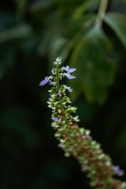 Yakın plan, canlı bir mor çiçek demetini tam çiçeklenme halinde yakalar. Yeşil bir sapta açan narin mor ve beyaz çiçeklerin yakın çekimi bulanık bir arka planla doğanın güzelliğini gözler önüne seriyor.. 