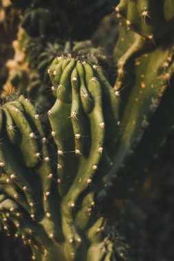 Keskin dikenli yeşil bir kaktüsün detaylı görüntüsü çöl doğası teması için mükemmel. Yakından bakıldığında keskin dikenleri ve doğal desenleri vurgulanmış dokulu yeşil bir kaktüs görülüyor..