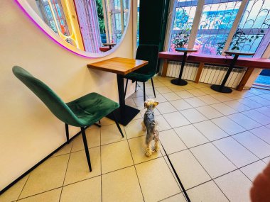 Kyiv, Ukrayna 1 Haziran 2025 Bir Yorkshire teriyeri sabırla masa ve sandalyelerin yanındaki bir kafede bekliyor tasmalı küçük bir köpek masaya ve sandalyelere doğru bakıyor