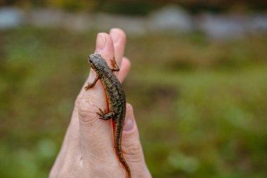 Açık havada insan elinin üzerine tünemiş pürüzsüz bir semender görüntüsü. Pürüzsüz bir semenderin yakın plan çekimi insan elinin üzerinde yavaşça dinleniyor, doğal çevresiyle sorunsuz bir şekilde harmanlanıyor..