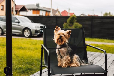 Sevimli bir Yorkshire Teriyeri güneşli bir günde bahçedeki bir sandalyede sabırla oturur. İyi giyimli bir Yorkie köpeği arka planda evleri ve arabası olan bir sandalyede zarif bir şekilde oturur..