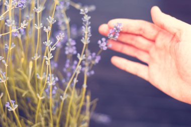 Kadın eli hafifçe canlı mor lavanta çiçeklerine dokunur. Parmaklar lavanta bitkisinin dallarına hafifçe dokunur. Çiçekler koyu bir arkaplan karşısında canlı bir mordur. Çiçek dükkanı..