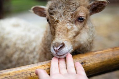 Koyun kafasını okşayan bir el arasındaki etkileşim. Nazik bir el, genç bir kahverengi kıvırcık koyunu okşar. Tapılası hayvan sevgiden hoşlanıyor gibi görünüyor..
