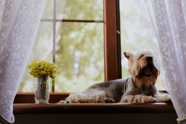 Sevimli ve komik Yorkshire teriyeri bir pencere pervazında huzur içinde dinleniyor, gün ışığının tadını çıkarıyor. Bir Yorkie kuçu kuçu kuçu kuşu, sarı çiçekli bir vazoda çiçek düzeniyle pencere eşiğinde dinlenir.. 