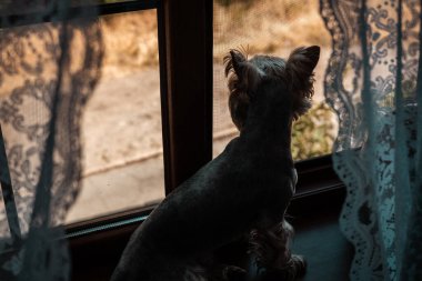 Bir Yorkie pencerenin kenarında oturur ve dışarıdaki dünyaya umutla bakar. Küçük bir köpek pencereden dışarı bakar, silueti ince dantel perdeler ve bir pencere çerçevesiyle çerçevelenmiştir. Yorkshire Teriyeri içeride. 