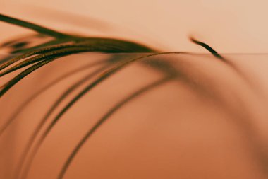 Yumuşak kıvrımlar ve palmiye yaprağının çizgileri rahatlatıcı bir etki yaratmak için sıcak sepya tonunda soyut bir klasik tasarım oluşturur. Huzurlu bir arkaplan için mükemmel bir doğal sahne içeren soyut bir kompozisyon..