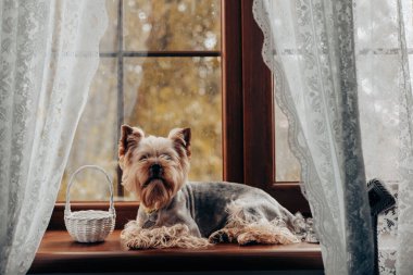 Sıcak bir ortamda rahat bir pencere pervazında dinlenen bir Yorkshire Teriyeri. Çekici bir Yorkie köpeği, dantel perdelerle çerçevelenmiş ve yanında sepet bulunan sonbahar yeşilliği manzaralı bir perdenin üzerinde dinleniyor. Evcil hayvan. 