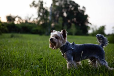 Güneşli bir günde, bir Yorkshire Terrier köpeği çimenli bir tarlada duruyor. Sevimli bir Yorkie köpeği yeşil çimlerin üzerinde duruyor, akşamları kameraya bakıyor..