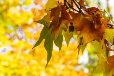 Sonbahar, parlak renkleri bulanık sarı arka plana karşı sergiliyor. Ağaçta çeşitli kahverengi ve yeşil tonlarda sonbahar yaprakları, bulanık bir arka plan. Mevsim değişiyor. Güneşli hava.