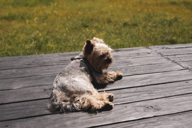 Şirin bir Yorkshire Teriyeri, gün ışığında ahşap bir güvertede huzur içinde dinleniyor ve huzurlu bir günün tadını çıkarıyor. Bir Yorkie köpeği, dizüstü bilgisayar arka bahçedeki terasta dinleniyor, yaz günü güneş ışığında güneşleniyor..