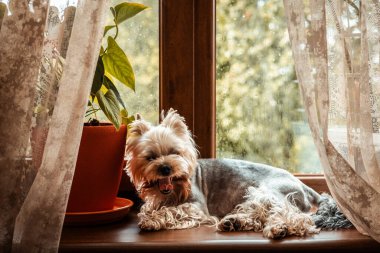 Büyüleyici bir Yorkie köpeği pencere kenarında rahatlar, evin rahatlığının tadını çıkarır. Şirin bir Yorkshire teriyeri, sakin bir açık hava sahnesinin bulanık arka planına sahip bir saksı bitkisinin yanındaki pencere eşiğinde dinlenir..