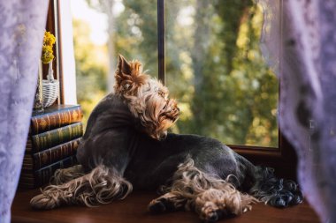 Yorkshire Terrier kucak köpeği pencere kenarında huzurlu bir anın tadını çıkarıyor. Pervazda rahatça dinleniyor. Bir Yorkie köpeği, pencerenin kenarında dinlenir, kitaplarla günışığının tadını çıkarır. Huzurlu bir evcillik hissi..