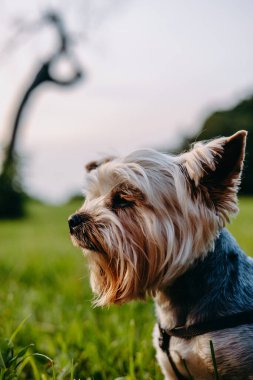 Güzel bir Yorkshire Teriyeri gün batımında yeşil bir tarlada güneşin tadını çıkarır. Bir Yorkie köpeği altın saat boyunca güneşin tadını çıkarır. Bulanık doğal arka planı olan süs köpeği ağızlığı..