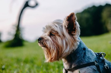Güzel bir Yorkshire Teriyeri gün batımında yeşil bir tarlada güneşin tadını çıkarır. Bir Yorkie köpeği altın saat boyunca güneşin tadını çıkarır. Bulanık doğal arka planı olan süs köpeği ağızlığı..