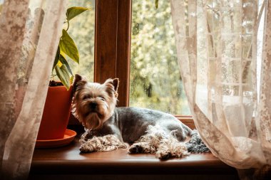 Bir Yorkshire Teriyeri pencerenin yanında dinleniyor, günün sıcaklığının ve evin rahatlığının tadını çıkarıyor. Bir Yorkie köpeği pencere pervazında dinlenir, doğal ışıkla yıkanır, bir saksı bitkisiyle, kapalı alanda..