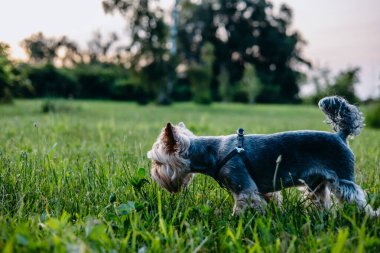 Güneşli bir günde, bir Yorkshire Terrier köpeği çimenli bir tarlada duruyor. Sevimli bir Yorkie köpeği yeşil çimlerin üzerinde duruyor, akşamları kameraya bakıyor..