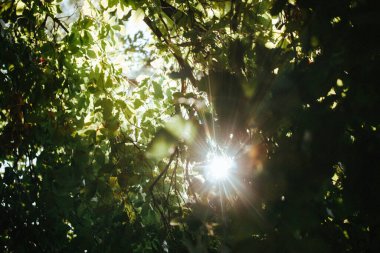 Ormandaki yaprakların arasından akan güneş ışığı huzurlu ve huzurlu bir manzara yaratıyor. Güneş yemyeşil yaprakların arasından ışıl ışıl parlıyor, güzel bir ışık ve gölge gösterisi yaratıyor..