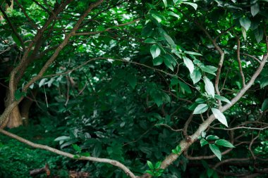 Orman tepe örtüsü yaprakların arasından süzülen ışıkla yeşil katmanlar sergiliyor. Dalların ve yaprakların hakim olduğu yemyeşil orman manzarası derinlik ve sükunet hissi yaratıyor. Yağmur ormanları.