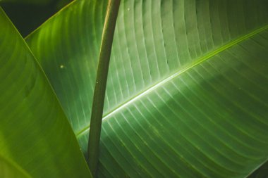 Karmaşık dokuları olan canlı yeşil yapraklar doğal ve organik bir desen oluşturur. Büyük bir tropikal yaprak sergileniyor. Doku ve detaylar doğal desenleri vurguluyor..