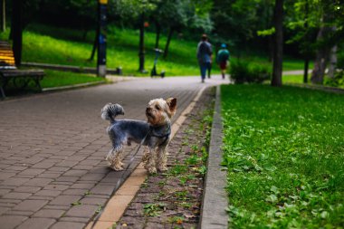 Güneşli bir günde, büyüleyici bir Yorkshire Teriyeri parkta poz verir, yürüyüşünden zevk alır. Yorkie Köpeği tuğla bir yolda durur, bulanık arka planda insanlar olan bir parkın kenarına bakar..