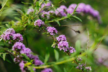 Canlı Buddleja Alternifolia mor çiçekleri yemyeşil yapraklara karşı tam çiçeklenmiştir. Yeşil bir çalılıkta açan leylak çiçekleri, sığ bir tarla derinliğinde yumuşak ve doğal bir estetik oluşturuyor..