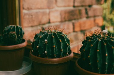 Üç canlı kaktüs, pencerenin yanındaki terakotta tencerelerinde oturuyor. Tuğla bir kırmızı duvara karşı yumuşak güneş ışığıyla yıkanmış. Ev bahçesinde yetişen kaktüsler, doğal ışıkla aydınlatılıyor. Çöl bitkileri..