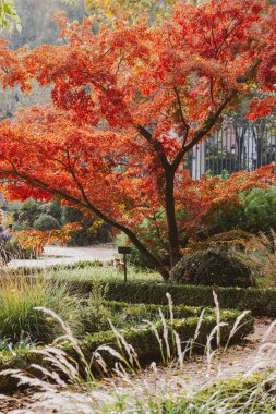 Çarpıcı kırmızı akçaağaç tam bir sonbahar ihtişamı içinde, canlı bir sonbahar sahnesi. Güneşli bir sonbahar gününde, güzel bir kırmızı akçaağaç, yüksek kuru çimenlerin arasında oturan bir kediyle bir parkta duruyor. Parkland, bahçe.