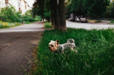 Şirin bir Yorkshire Teriyeri parkta yürürken çimenleri zevkle keşfeder. Bir şehir parkının kenarındaki yemyeşil otları araştıran tasmalı bir Yorkie köpeği. Hayvan hayatı..