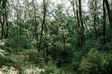 Uzun ağaçlar ve yeşil yapraklarla dolu güzel, sık bir orman. Bereketli ormanlık, sık yapraklı ve yüksek ağaçlı ahşap sahne, sakin ve yeşil bir atmosfer yaratıyor. Ekoloji, çevre, doğa