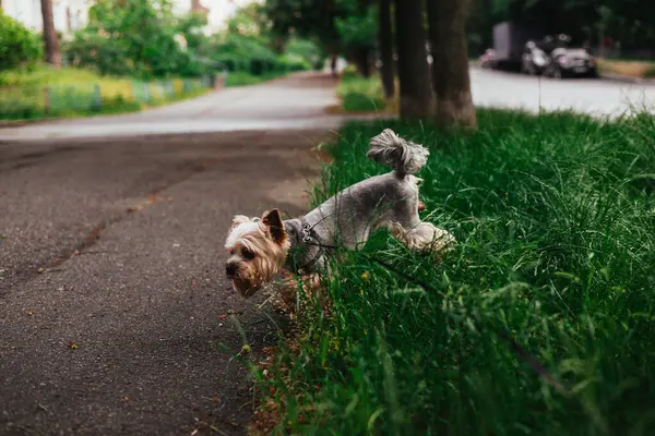Şirin bir Yorkshire Teriyeri parkta yürürken çimenleri zevkle keşfeder. Bir şehir parkının kenarındaki yemyeşil otları araştıran tasmalı bir Yorkie köpeği. Hayvan hayatı..