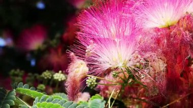 Zarif pembe mimoza çiçeği çiçek açmış, narin güzelliğini ve canlı renklerini sergiliyor. Tüylü yaprakları olan, yemyeşil yapraklarla tamamlanmış güzel, canlı, pembe bir çiçek. Bahar bahçesi. 