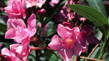 Pembe zakkum çiçekleri, canlı renkler ve narin taç yaprakları sergiliyor. Bahar bahçesinde çiçek açan pembe zakkum çalı, narin taç yaprakları ve yemyeşil yaprakların yakın plan çekimi. a