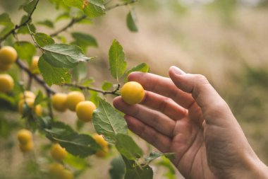 Bir çiftçi, bahçedeki bir ağaç dalından olgun, sarı bir erik topluyor. Yeşil yaprakların arasında bir ağaç dalında yetişen sarı meyveye uzanan bir el. Meyve ekimi ve hasat.