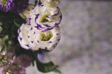 Beyaz taç yaprakları ve zarif mor kenarlı göz kamaştırıcı lisianthus çiçekleri. Çiçek sahnesi. Mor renklerle süslenmiş, doğal güzellikler ve zarafetle süslenmiş canlı çiçeklerin yakın çekimi..