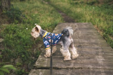 Tahta bir köprünün üzerinde desenli gömlekli şirin bir Yorkshire teriyeri duruyor. Küçük bir kucak köpeği, açık havada mavi ve sarı bir gömlek giyen bir köpek, yana bakıyor. Küçük köpekler ürer.,