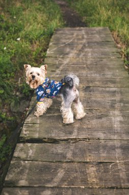 Tahta bir köprünün üzerinde desenli gömlekli şirin bir Yorkshire teriyeri duruyor. Küçük bir kucak köpeği, açık havada mavi ve sarı gömlek giyen bir köpek, kameraya bakıyor. Küçük köpekler ürer.,