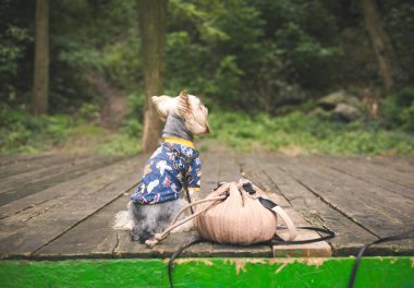 Sevimli Yorkshire Teriyeri güvertede otururken şık, mavi bir süveter giyer. Rahat, sakin stil sahibi köpek, tahtadan yapılmış tahtalarda oturuyor. Kostüm giymiş sevimli bir süs köpeği. Köpek kıyafeti..