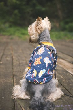 Sevimli Yorkshire Teriyeri güvertede otururken şık, mavi bir süveter giyer. Rahat, sakin stil sahibi köpek, tahtadan yapılmış tahtalarda oturuyor. Kostüm giymiş sevimli bir süs köpeği. Köpek kıyafeti..