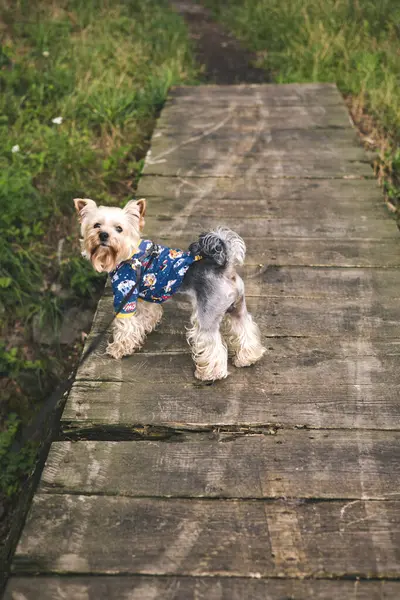 Tahta bir köprünün üzerinde desenli gömlekli şirin bir Yorkshire teriyeri duruyor. Küçük bir kucak köpeği, açık havada mavi ve sarı gömlek giyen bir köpek, kameraya bakıyor. Küçük köpekler ürer.,