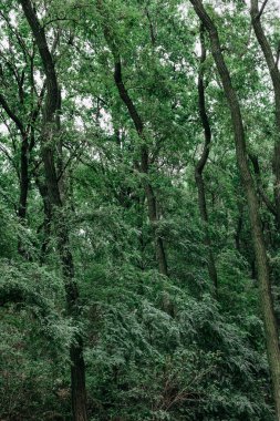 Yüksek ağaçlarla dolu yemyeşil orman yoğun ve canlı bir tepe örtüsü oluşturuyor. Yoğun, yemyeşil bir orman. Uzun, ince ağaçlarla dolu. Gökyüzüne doğru uzanan.