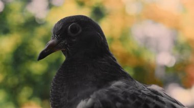 Koyu renkli bir güvercinin detaylı portresi, parlak bir arka planı olan koyu renkli bir güvercine karşı. Kuş kafasının ayrıntılı görüntüsü, gözünü, gagasını ve tüylerini gösteriyor.