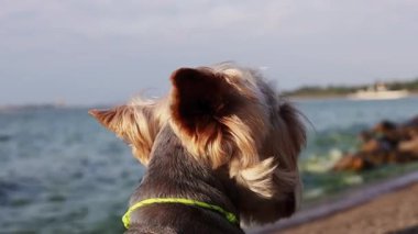 Şirin bir Yorkshire Teriyeri güneşli bir günde deniz kenarında güzel bir manzaranın tadını çıkarır. Neşeli kulakları olan bir Yorkie kuçu kuçu köpeği güneşli bir günde denize bakar. Güneş ışığı, köpeklerin kürkünde sıcak bir parıltı.