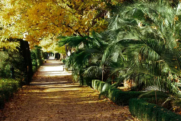 Tropik botanik bahçesindeki güzel sonbahar manzarası. Yaprak döken sarı ağaçlar, yeşil palmiye yaprakları, çalılar. Doğa üzerinde yürümek için uzun bir yol.. 
